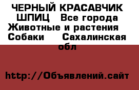 ЧЕРНЫЙ КРАСАВЧИК ШПИЦ - Все города Животные и растения » Собаки   . Сахалинская обл.